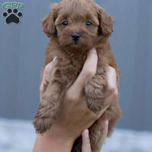 Pixie, Mini Goldendoodle Puppy